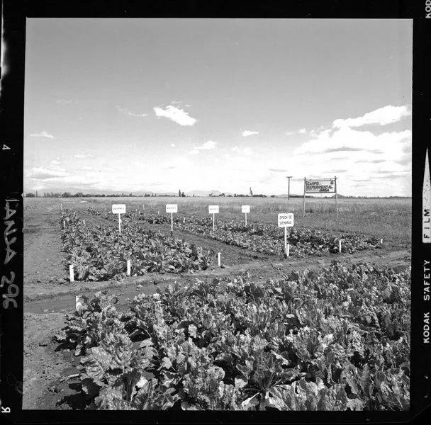 Iansa (Chile) : [Campo Experimental Iansa] [fotografía] Luis Ladrón de Guevara.