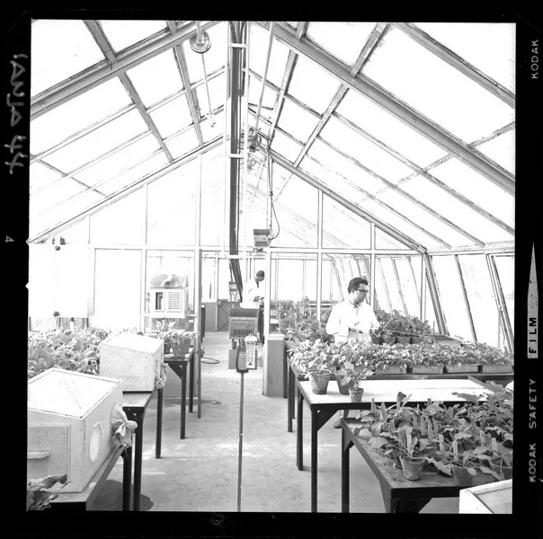 [Iansa (Chile) : Investigación científica; laboratorio Campo Experimental Iansa] [fotografía] Luis Ladrón de Guevara.