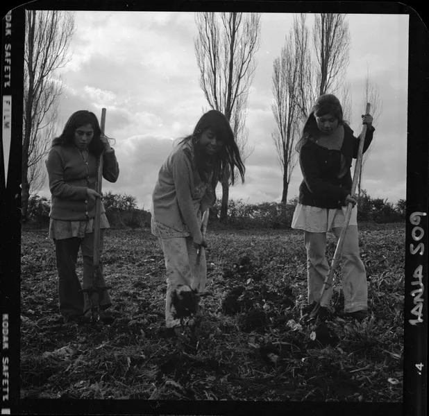 [Iansa (Chile) : Planta Llanquihue; Niñas trabajan en la cosecha de remolacha azucarera (Beta Vulgaris)] [fotografía] Luis Ladrón de Guevara.