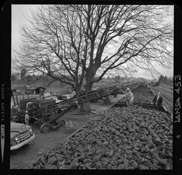 [Iansa (Chile) : Planta Llanquihue: Camiones cargan en vagones de acarreo para su transporte, producto de la cosecha de remolacha azucarera] [fotografía] Luis Ladrón de Guevara.