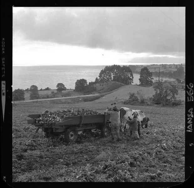 [Iansa (Chile) : Planta Llanquihue: Agricultores y yunta de bueyes, recolección de remolacha azucarera (Beta Vulgaris)] [fotografía] Luis Ladrón de Guevara.