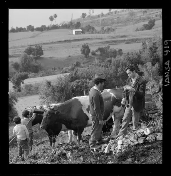 [Iansa (Chile) : Planta Llanquihue: Agricultores y yunta de bueyes, recolección de remolacha azucarera (Beta Vulgaris)] [fotografía] Luis Ladrón de Guevara.