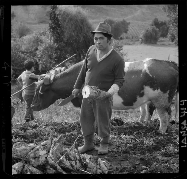[Iansa (Chile) : Planta Llanquihue: Agricultor, niño y yunta de bueyes, recolección de remolacha azucarera (Beta Vulgaris)] [fotografía] Luis Ladrón de Guevara.