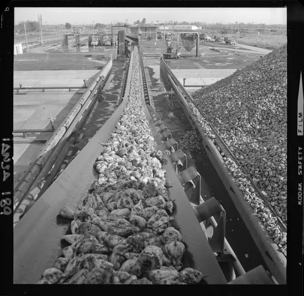 [Iansa (Chile) : Planta Cocharcas : Remolacha en la cinta transportadora] [fotografía] Luis Ladrón de Guevara.