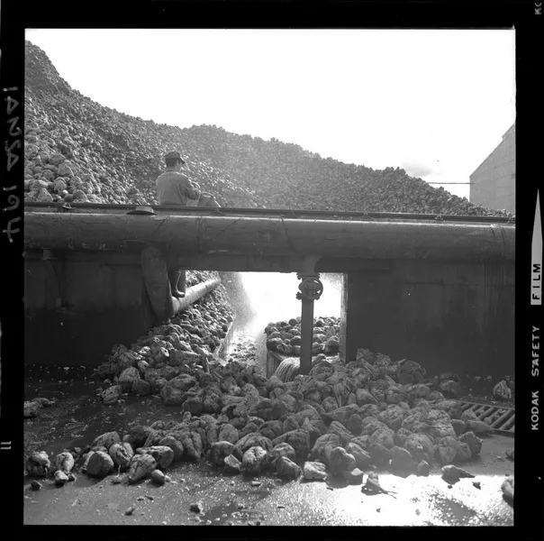 [Iansa (Chile) : Planta Cocharcas : Proceso de lavado de la remolacha] [fotografía] Luis Ladrón de Guevara.