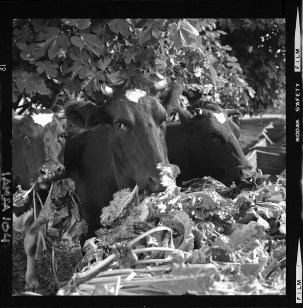 [Iansa (Chile) : Planta Cocharcas : Ganado alimentándose de hojas y coronas, sub productos de la remolacha] [fotografía] Luis Ladrón de Guevara.