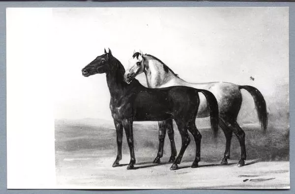 [Caballos no identificados]  [fotografía].