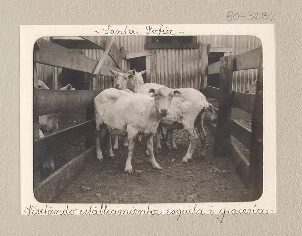 Santa Sofía: Visitando establecimientos esquila y gracería [Fotografía] Ricardo Jiménez.