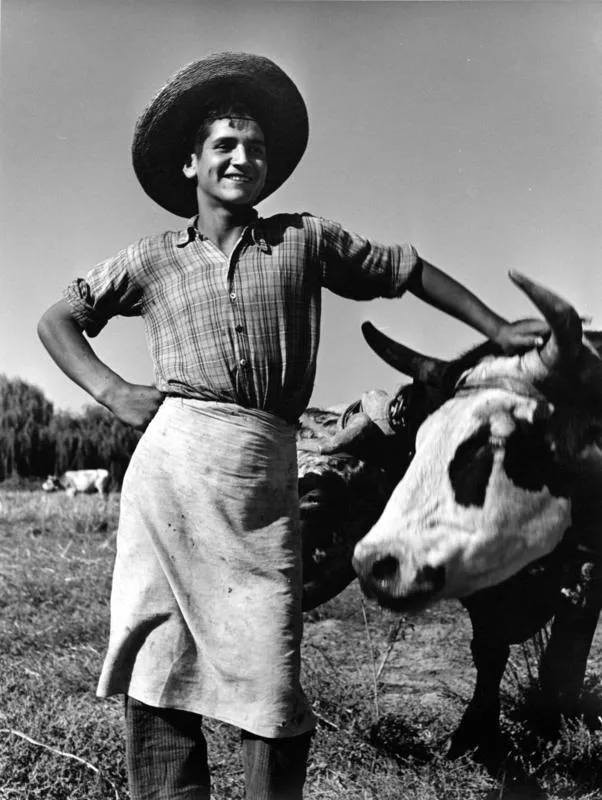[Joven Campesino con buey]  [fotografía] Jorge Opazo Galindo.
