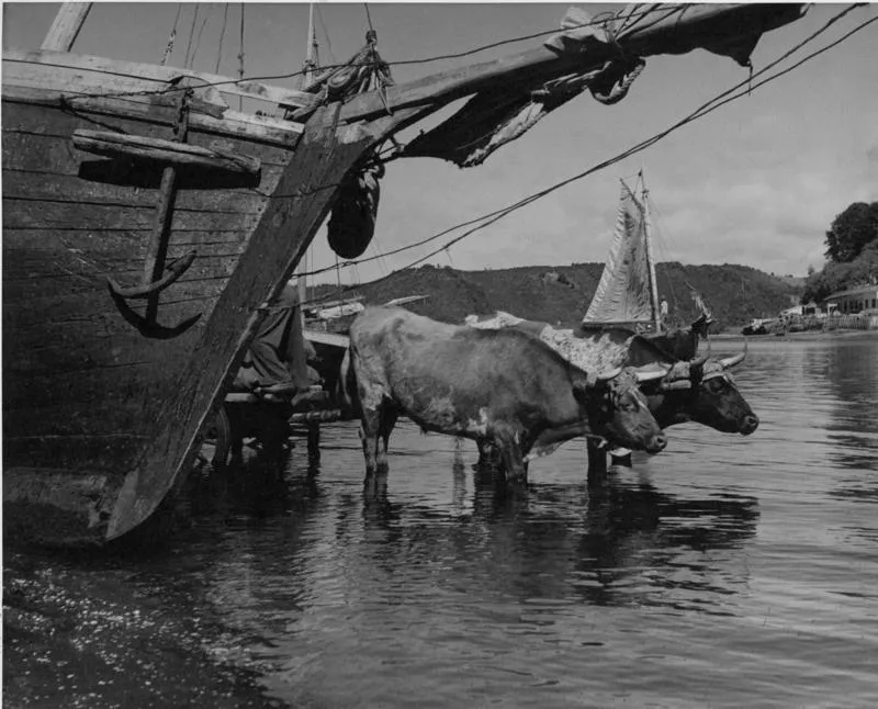 [Carreta tirada por una yunta de bueyes en faenas de descarga de mercadería; lanchas chilotas a orillas de la caleta de Angelmó]  [fotografía] Jorge Opazo Galindo.