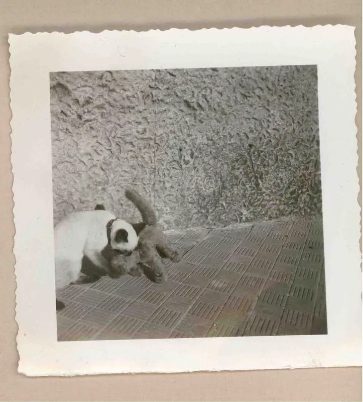 [Un gato siamés en Italia]  [fotografía].