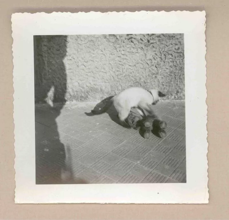 [Un gato siamés en Italia]  [fotografía].
