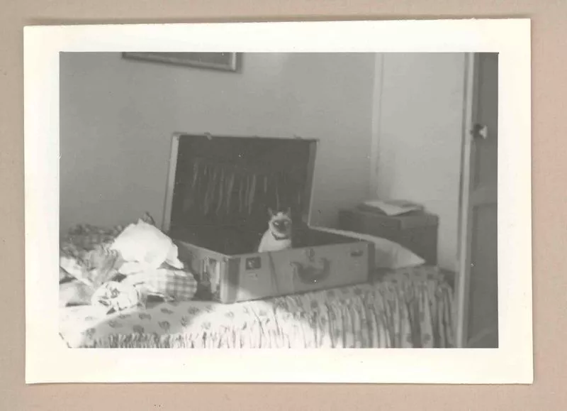 [Un gato siamés en Italia]  [fotografía].