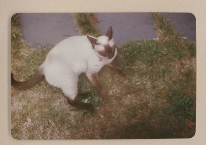 [Gato siamés de Gabriela Mistral]  [fotografía].