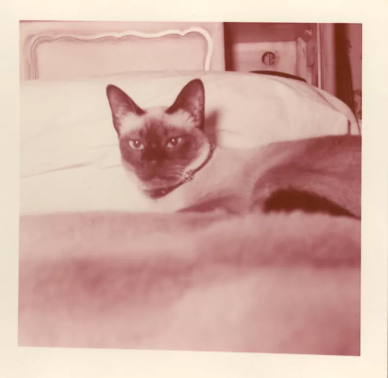 [Un gato siamés en New York].
