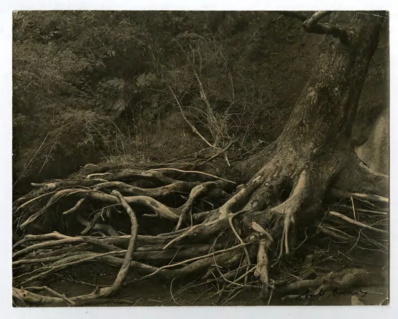 Raíces  [fotografía] Bob Borowicz.