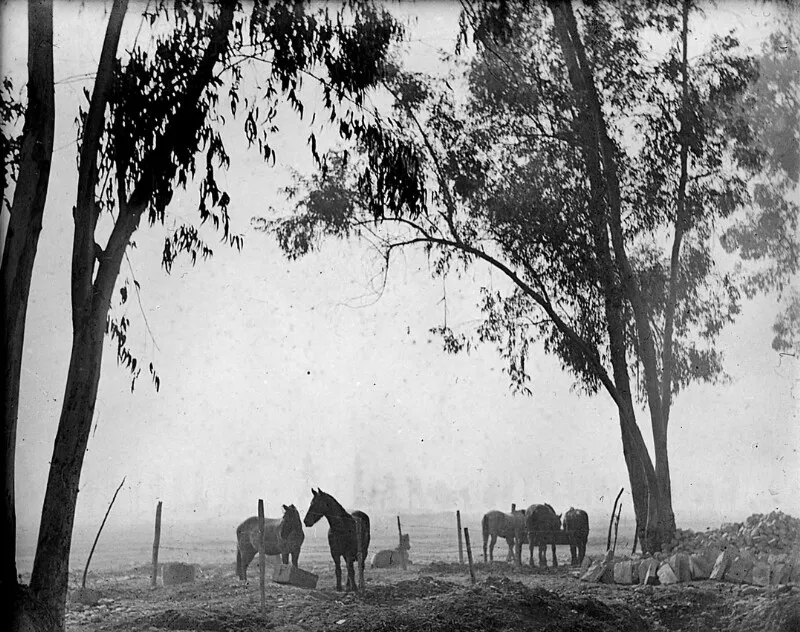 [Canelo de San José de Maipo]  [fotografía] Carlos Dorlhiac.