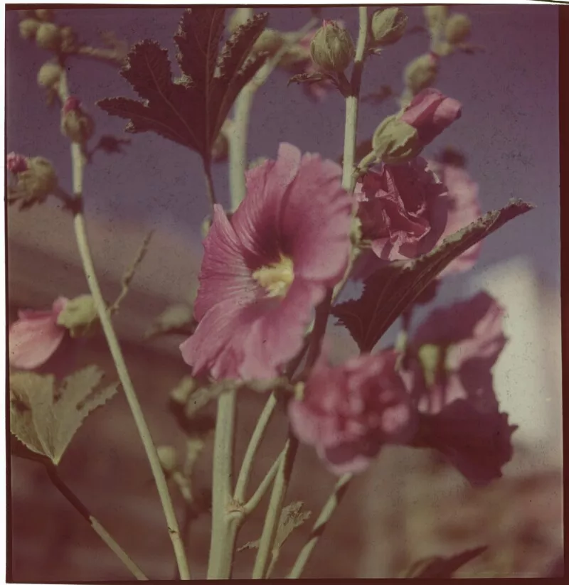 [Flores silvestres]  [fotografía] Ignacio Hochhäusler.
