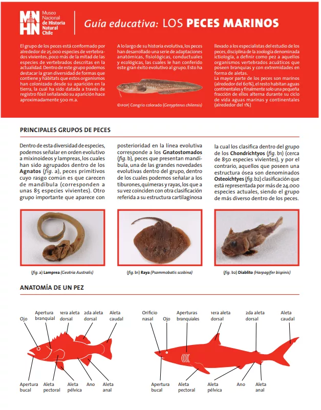 Guía educativa: los peces marinos