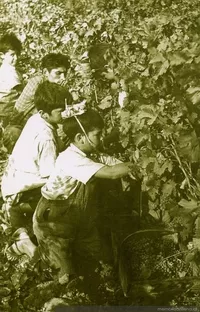 La cultura del vino en Chile