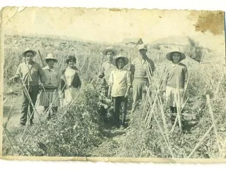 Chañaral Alto, el "tomatal de Chile"