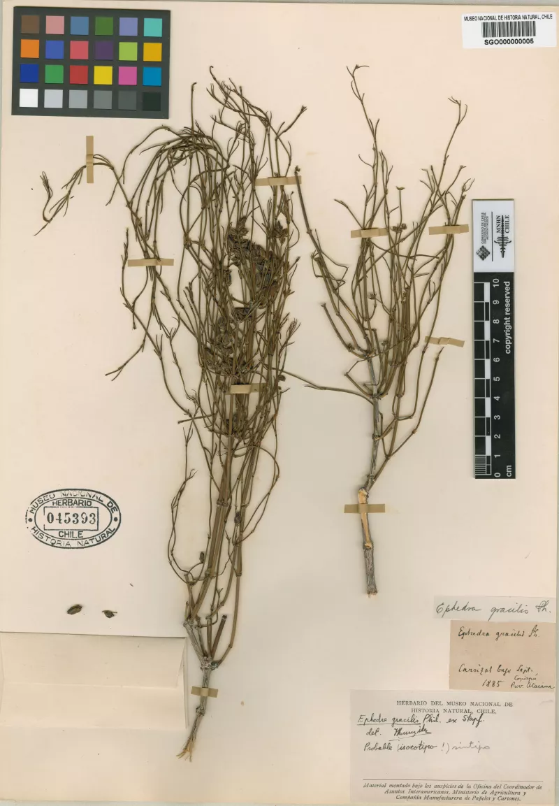 Ephedra gracilis Phil.