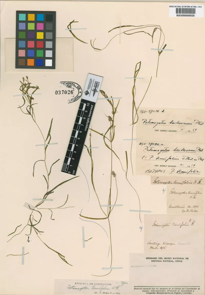 Potamogeton tenuifolius F. Phil.