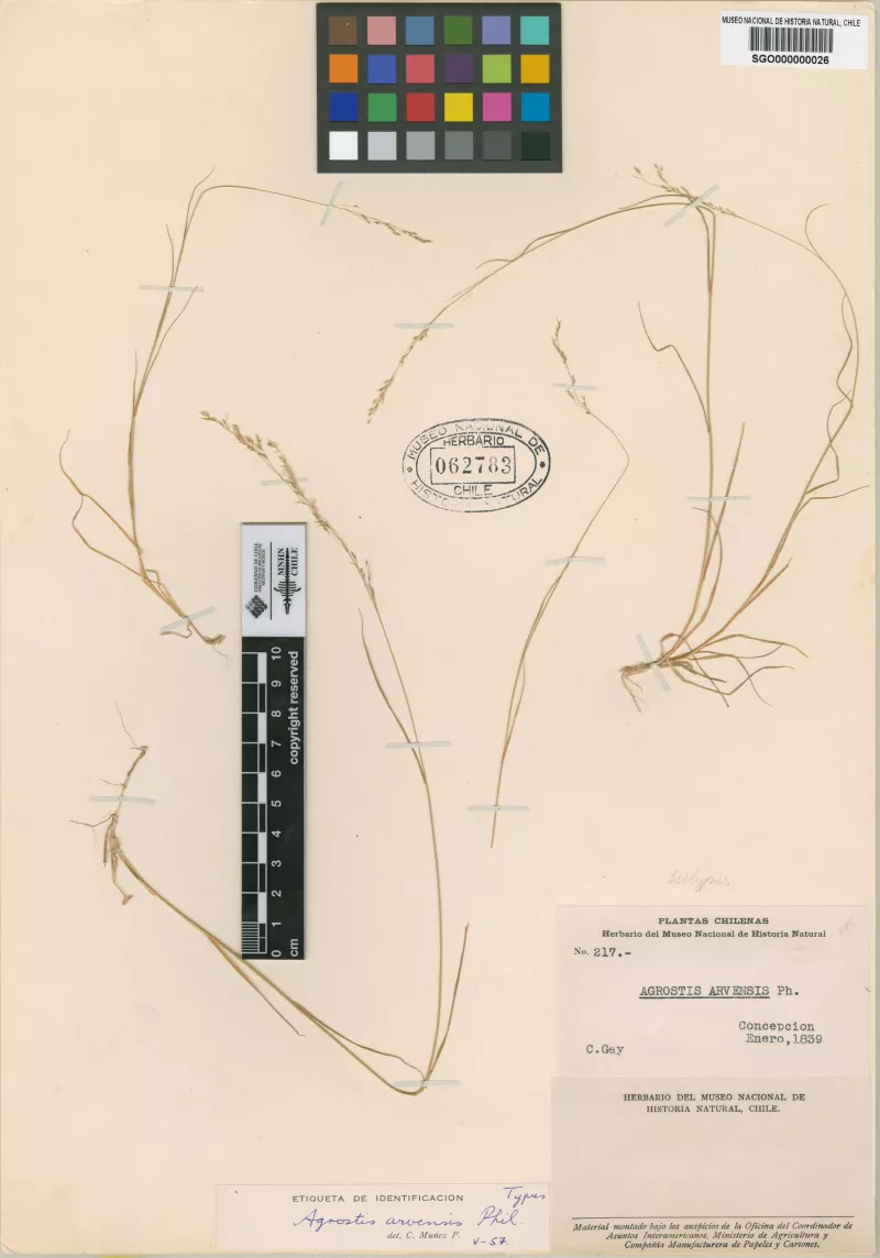 Agrostis arvensis Phil. 