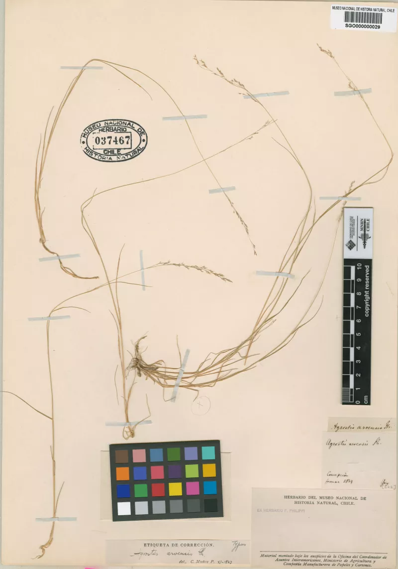 Agrostis arvensis Phil.
