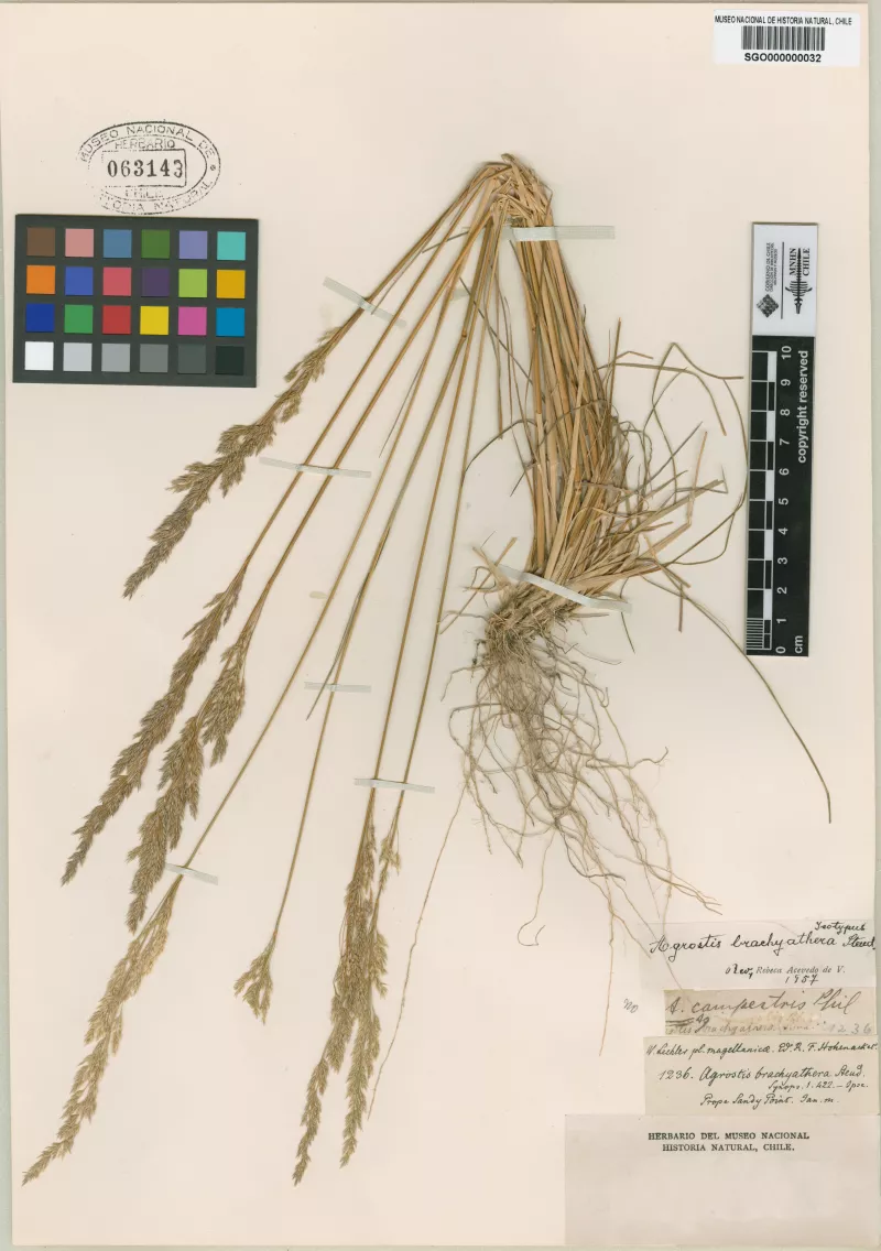 Agrostis brachyathera Steud.