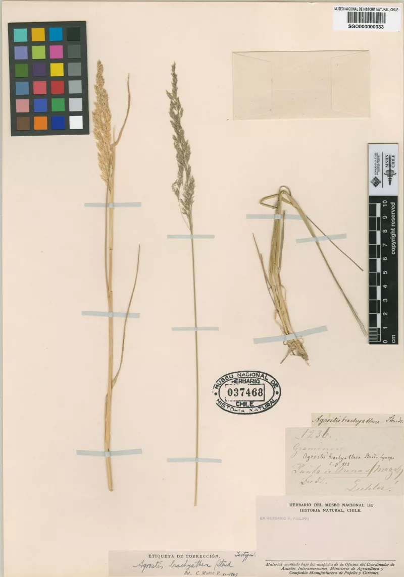 Agrostis brachyathera Steud.