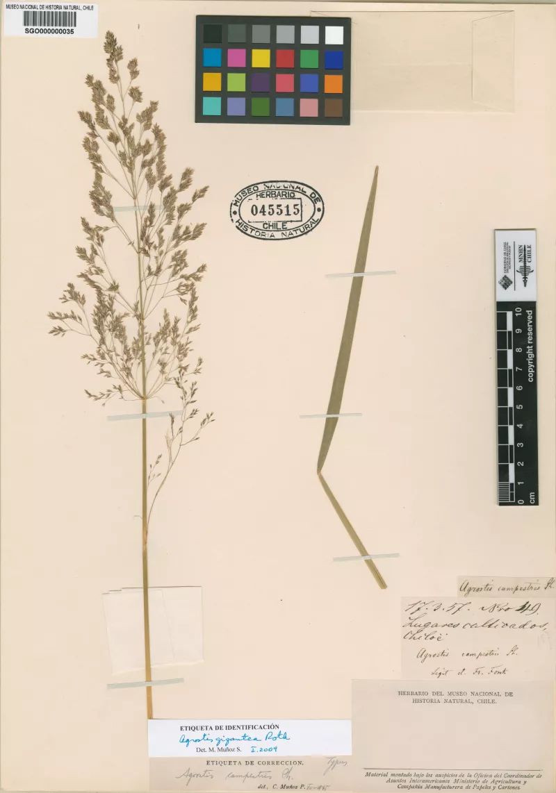Agrostis campestris Phil.
