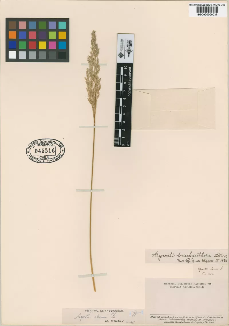 Agrostis clausa Phil.