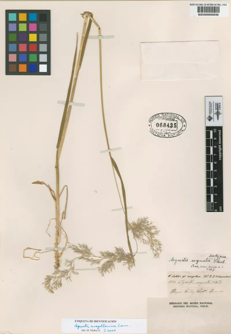 Agrostis cognata Steud.