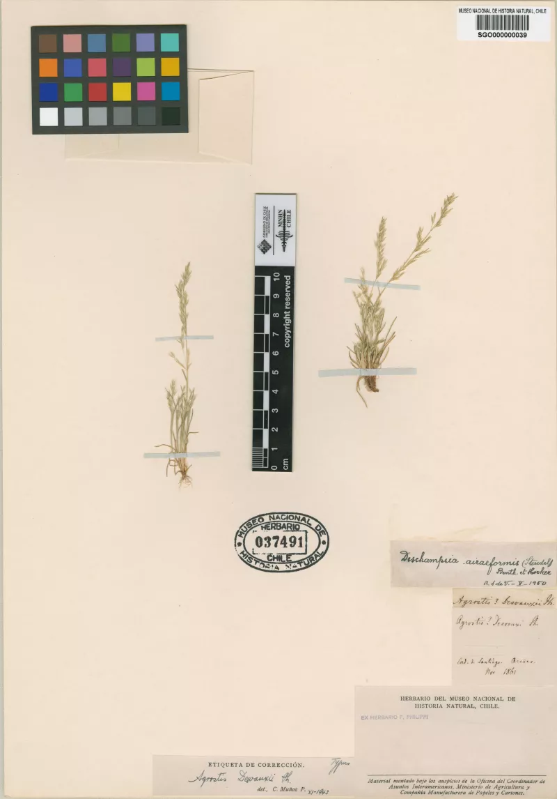 Agrostis desvauxii Phil.