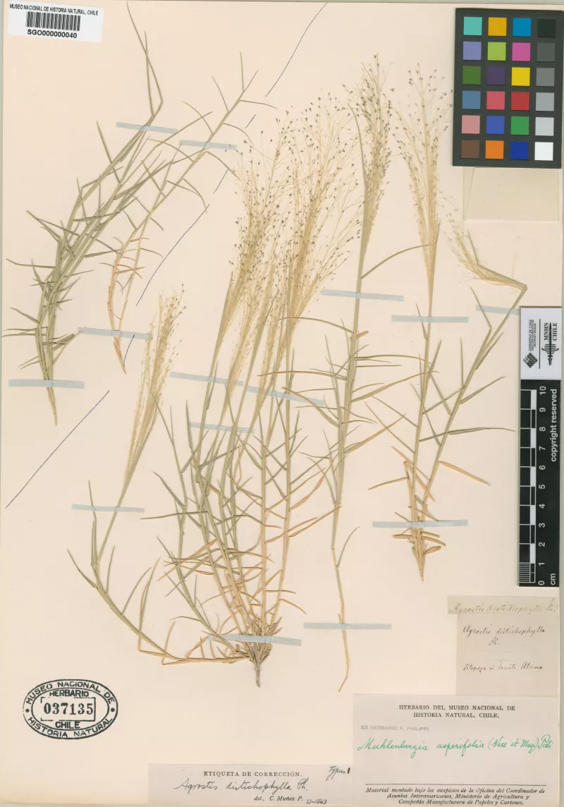 Agrostis distichophylla Phil.