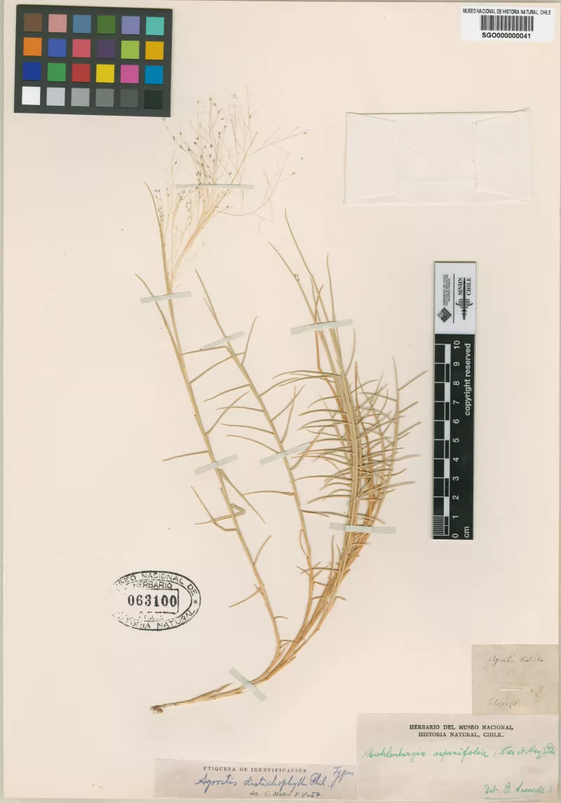 Agrostis distichophylla Phil.