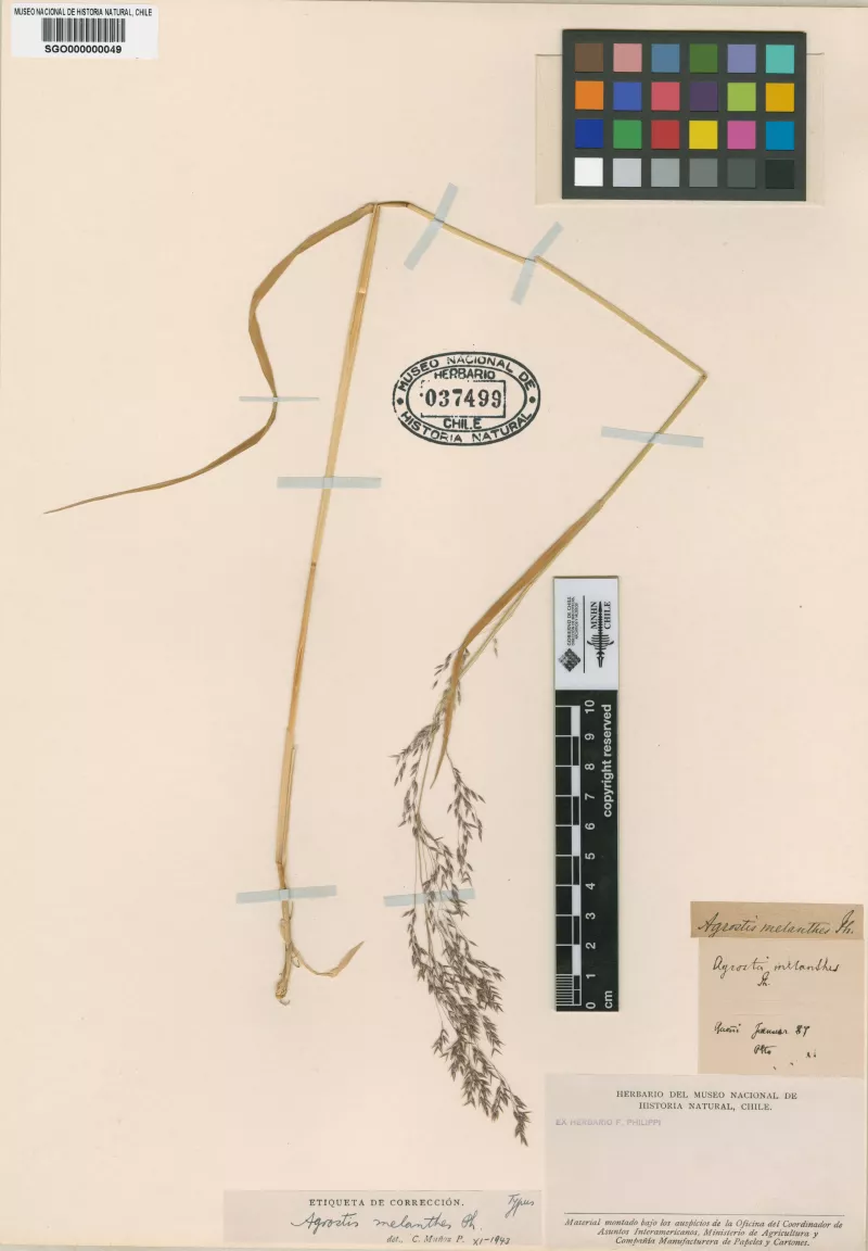 Agrostis melanthes Phil.