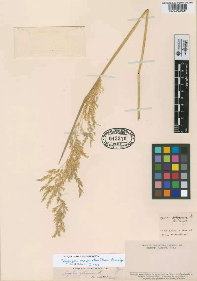 Agrostis patagonica Phil.
