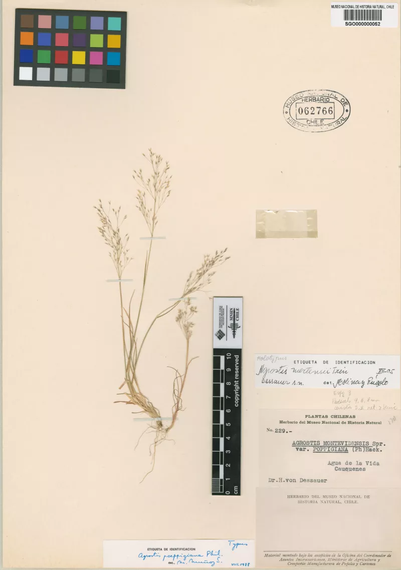 Agrostis poeppigiana Phil.