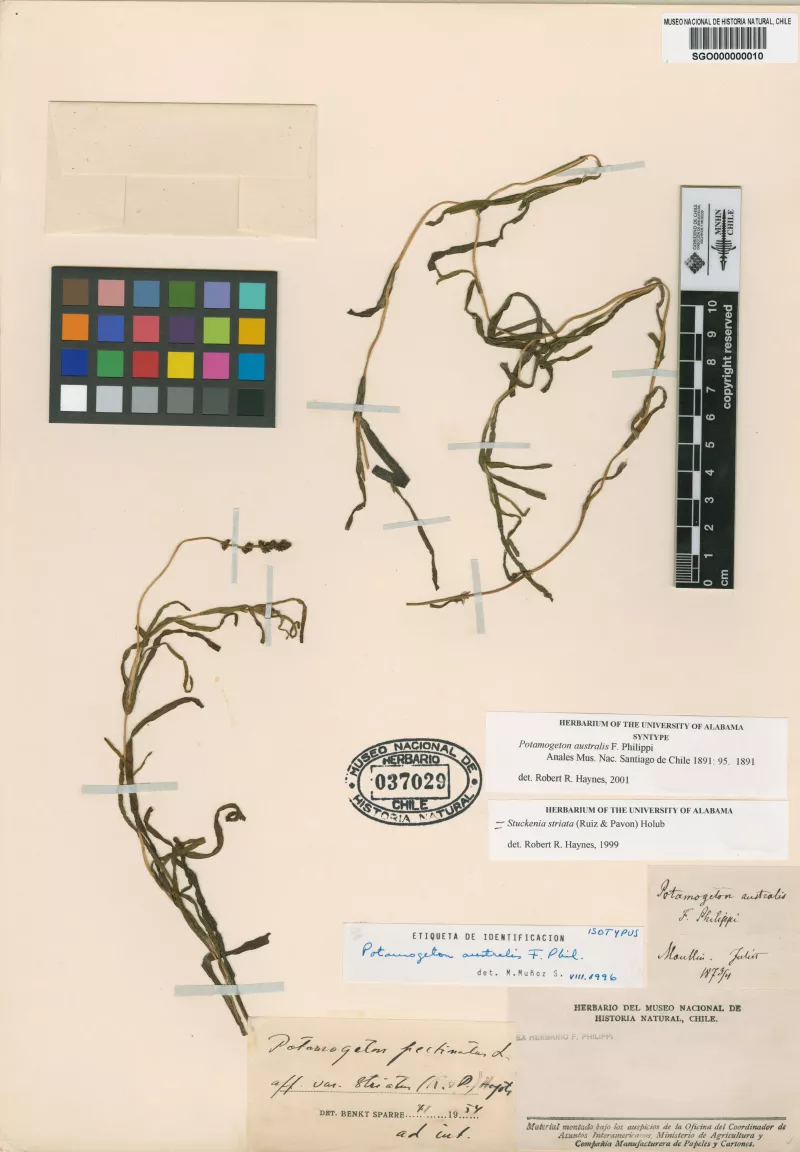 Potamogeton australis F. Phil.