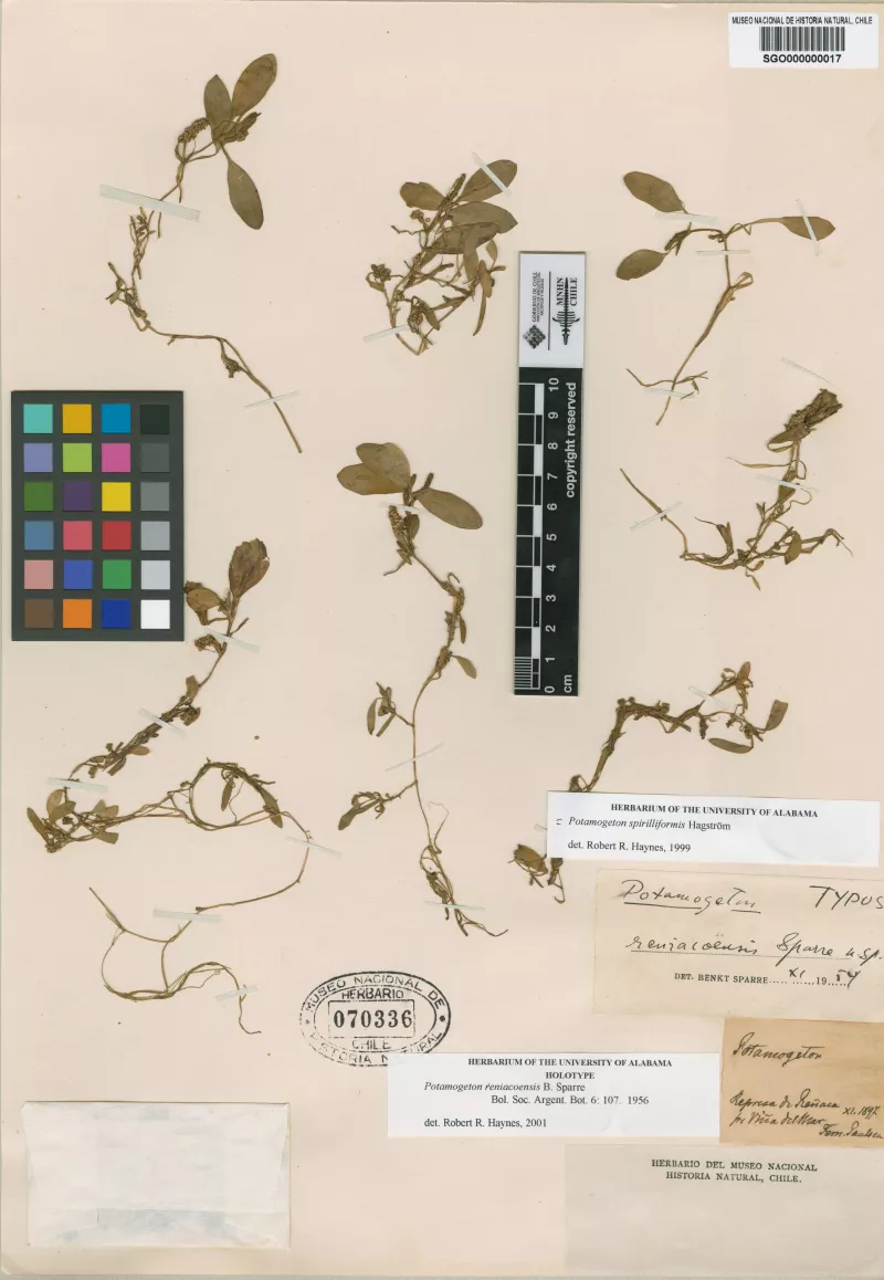 Potamogeton reniacoensis B. Sparre