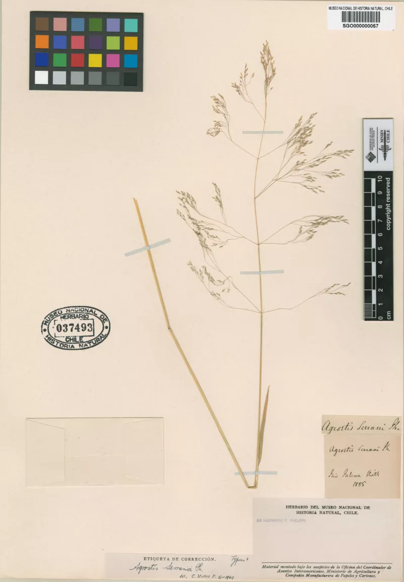 Agrostis serranoi Phil.
