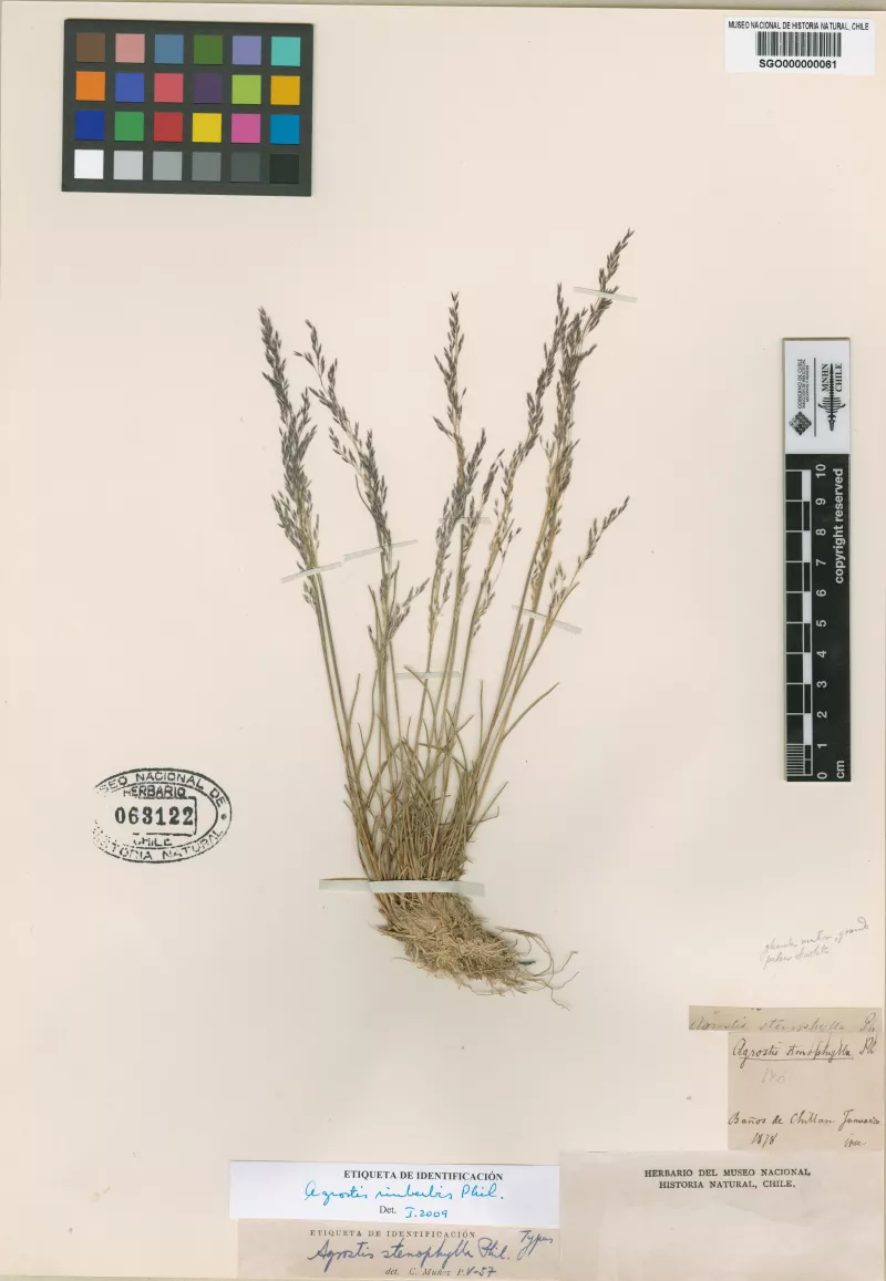 Agrostis stenophylla Phil.