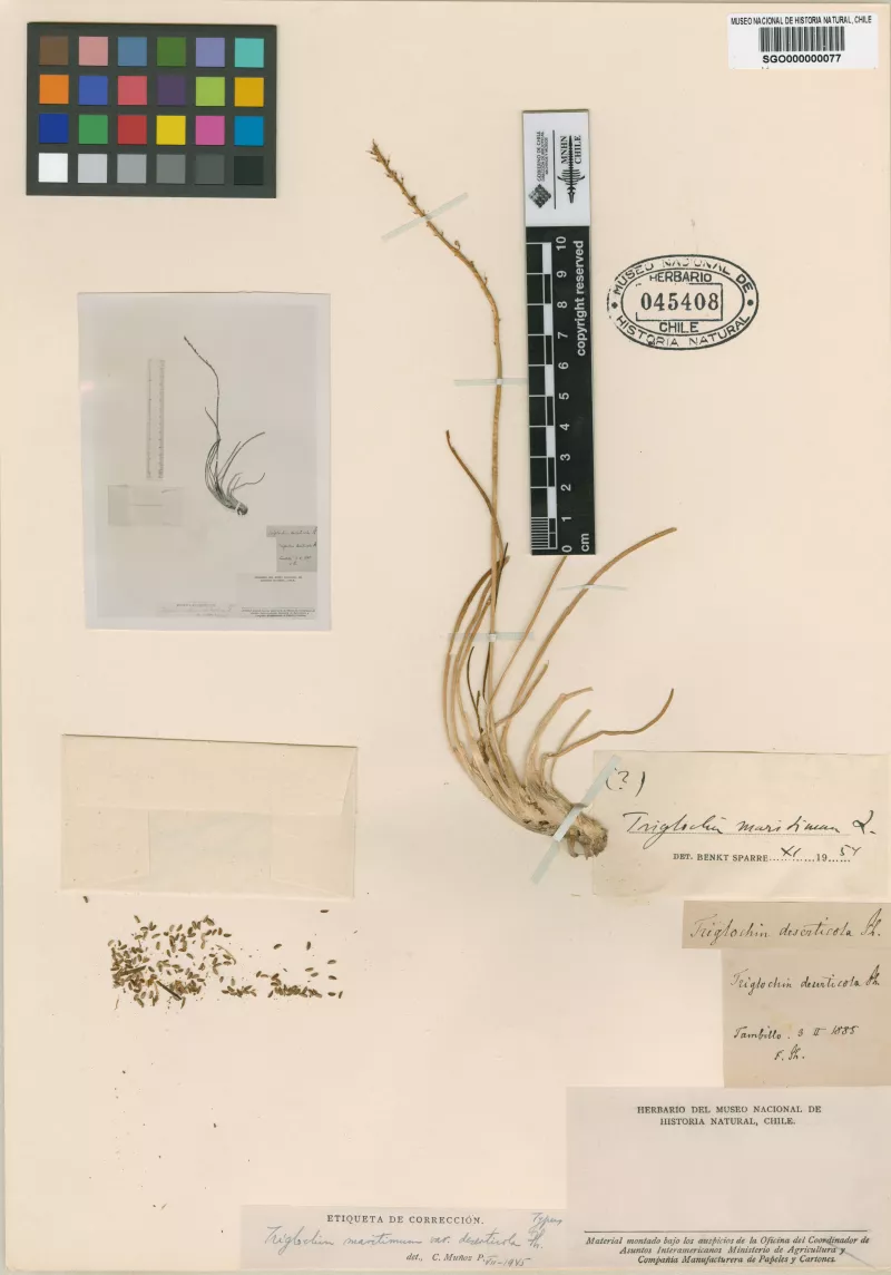 Triglochin maritimum L. var. deserticola Phil.