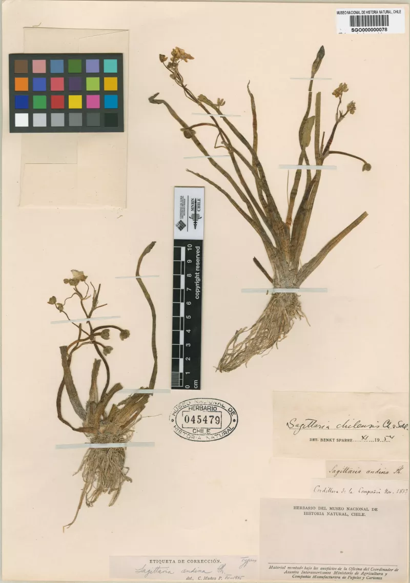 Sagittaria andina Phil.