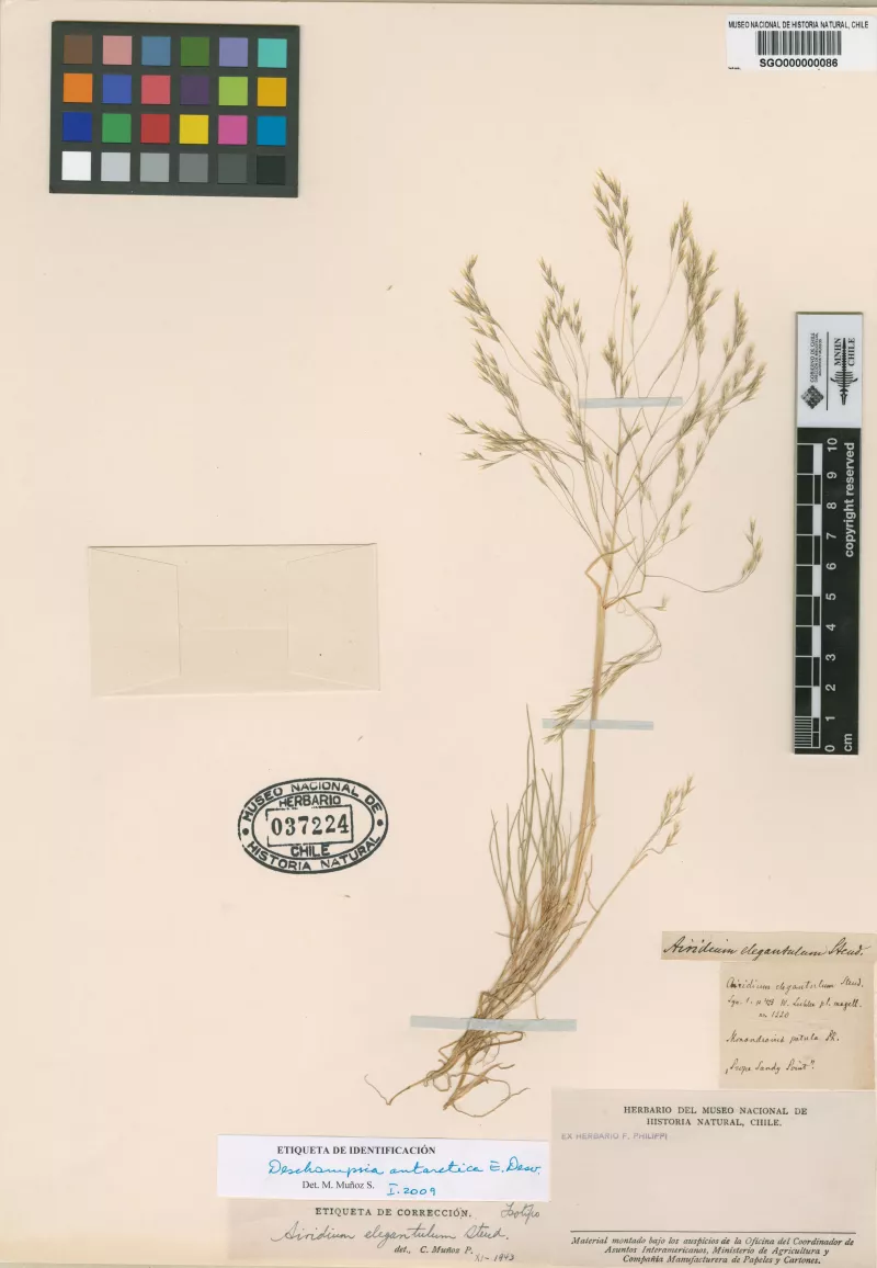 Airidium elegantulum Steud.