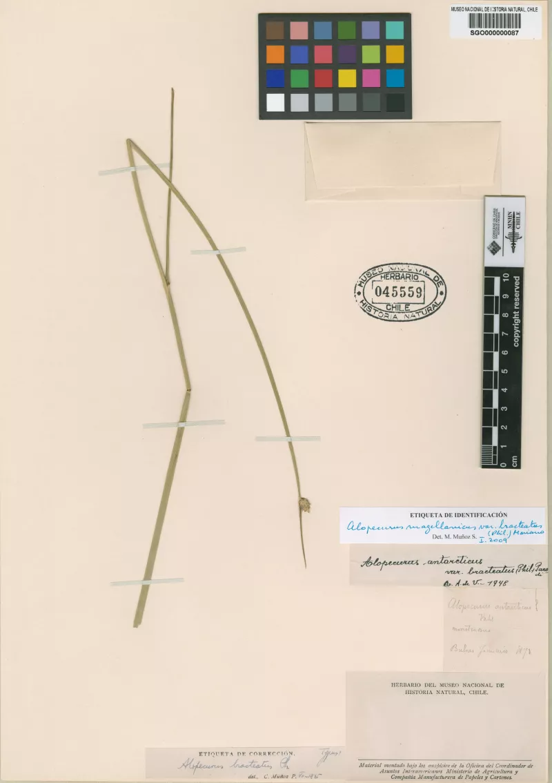 Alopecurus bracteatus  Phil.