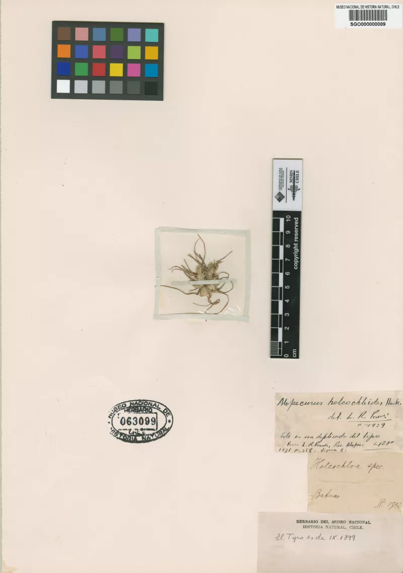 Alopecurus heleochloides Hack.