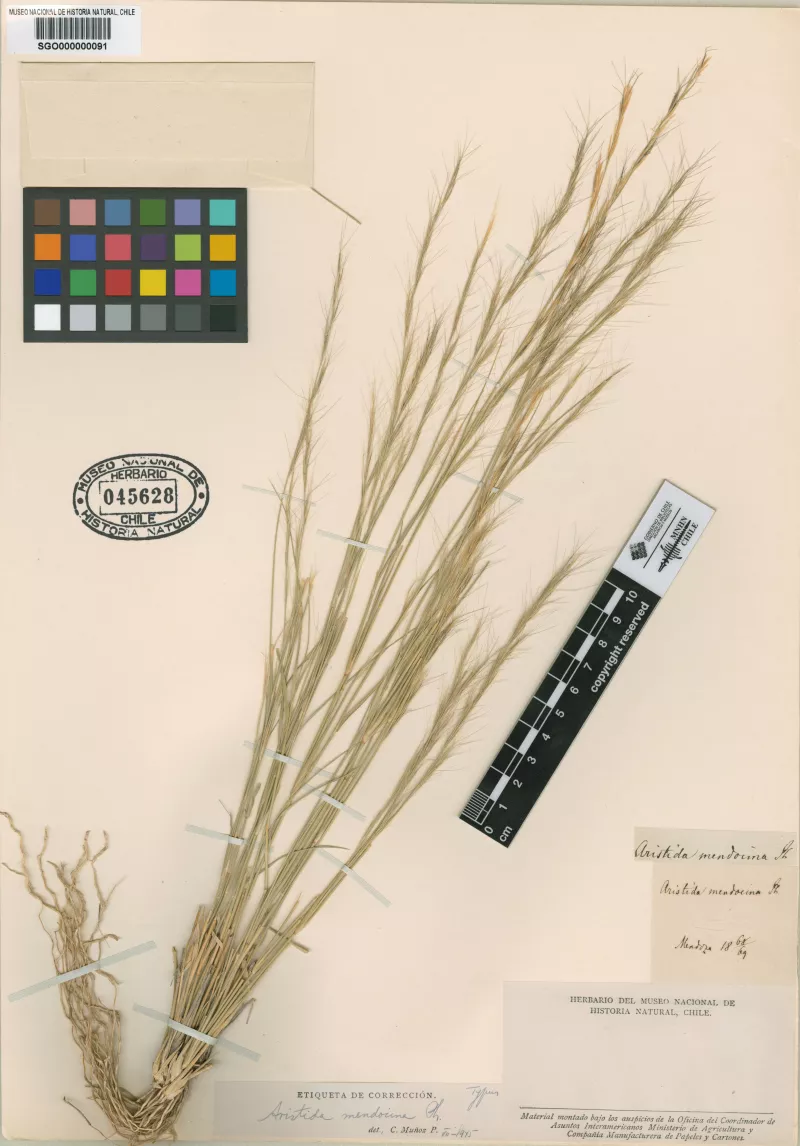Aristida mendocina Phil.